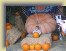 Pumpkin (20) * 1600 x 1200 * (962KB)